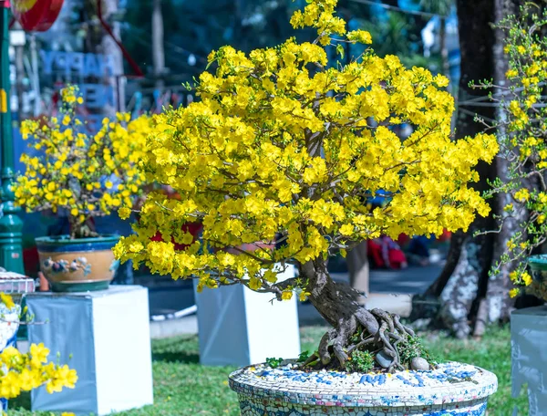 Sárgabarack Bonsai Virágzó Sárga Virágzó Ágak Görbe Létre Egyedi Szépség — Stock Fotó