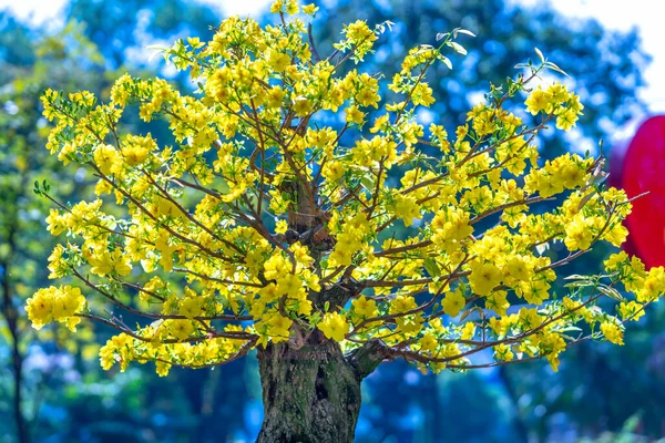 黄色の開花枝が湾曲して咲くアプリコットの盆栽は独特の美しさを作り出します これは特別な間違った木は幸運 春の繁栄を象徴していますベトナム旧正月2022 — ストック写真