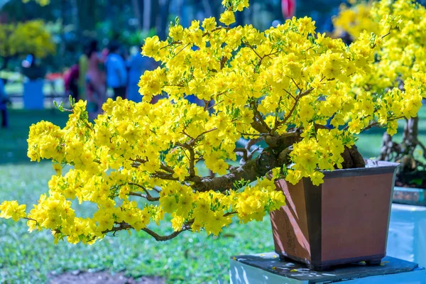 Arborele Caise Bonsai Înflorit Ramuri Flori Galbene Curbarea Creează Frumusețe — Fotografie, imagine de stoc