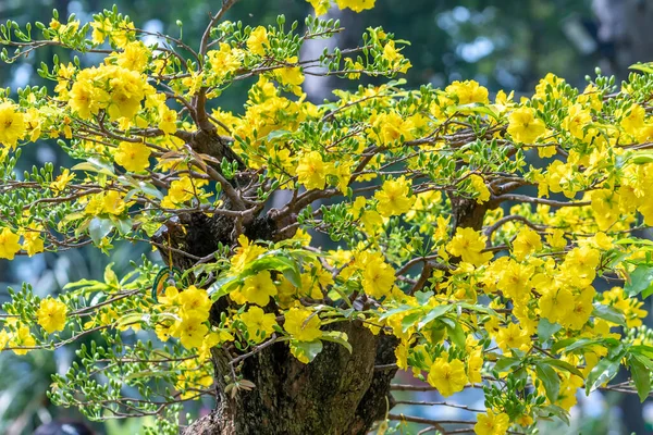 黄色の開花枝が湾曲して咲くアプリコットの盆栽は独特の美しさを作り出します これは特別な間違った木は幸運 春の繁栄を象徴していますベトナム旧正月2022 — ストック写真