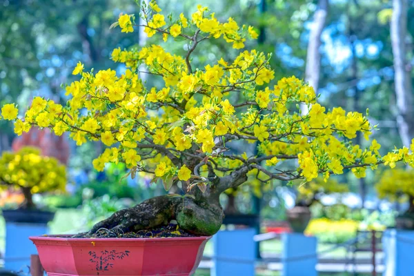 Aprikosenbonsaibaum Mit Gelb Blühenden Zweigen Die Sich Wölben Schaffen Eine — Stockfoto