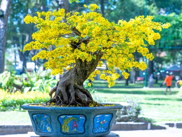 Apricot Bonsai Árvore Florescendo Com Ramos Floridos Amarelos Curvando Criar — Fotografia de Stock