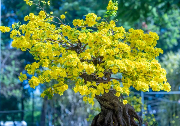 Meruňkový Bonsaj Kvetoucí Žlutými Kvetoucími Větvemi Vytváří Jedinečnou Krásu Speciální — Stock fotografie