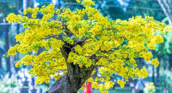 Квітуче Дерево Бонсай Яке Цвіте Жовтими Вигнутими Гілками Створює Унікальну — стокове фото