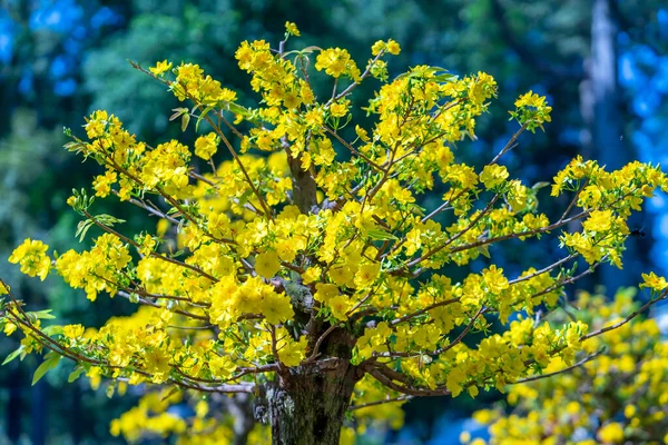 Kayısı Bonsai Ağacının Sarı Çiçekli Dalları Kıvrımlı Eşsiz Bir Güzellik — Stok fotoğraf