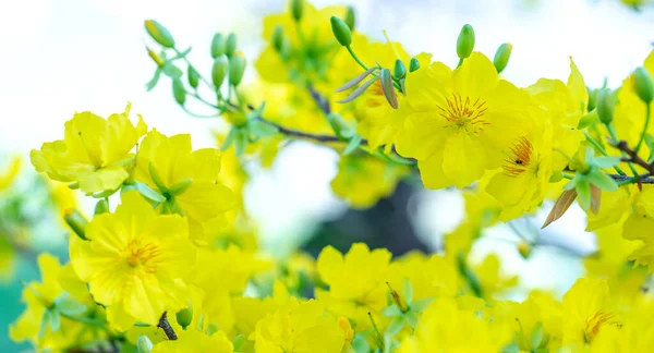 Żółte Kwiaty Moreli Kwitnące Gałęzie Pachnące Płatki Sygnalizujące Wiosnę Nadszedł — Zdjęcie stockowe