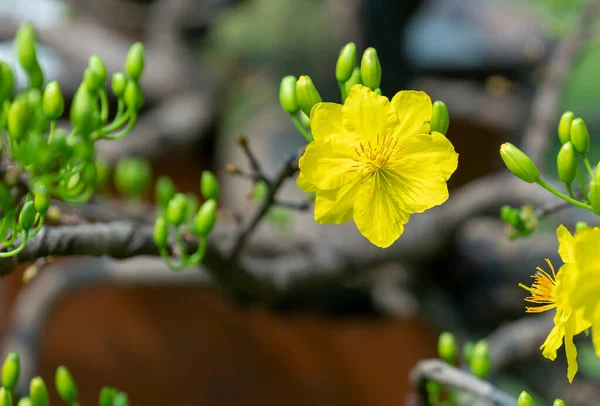 Flores Damasco Amarelo Florescendo Ramos Pétalas Perfumadas Sinalizando Primavera Chegou — Fotografia de Stock