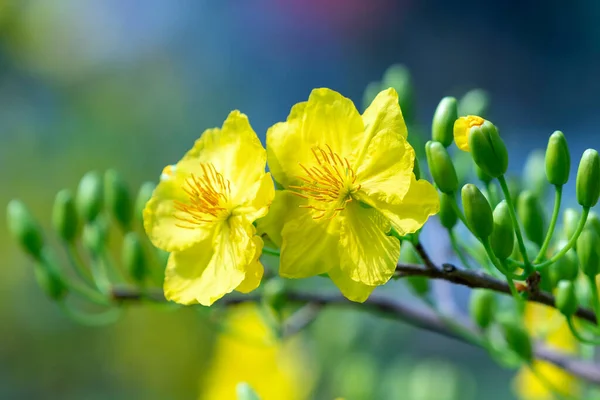 Κίτρινα Άνθη Βερίκοκου Ανθίζουν Κλαδιά Ευωδιαστά Πέταλα Σηματοδοτώντας Την Άνοιξη — Φωτογραφία Αρχείου