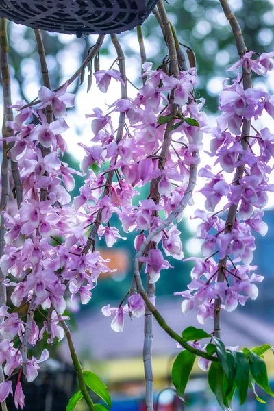 Dendrobium Květiny Kvést Jaře Lunární Nový Rok 2022 Zdobí Krásu — Stock fotografie