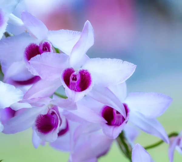 Flores Dendrobium Florescem Primavera Ano Novo Lunar 2022 Adornam Beleza — Fotografia de Stock