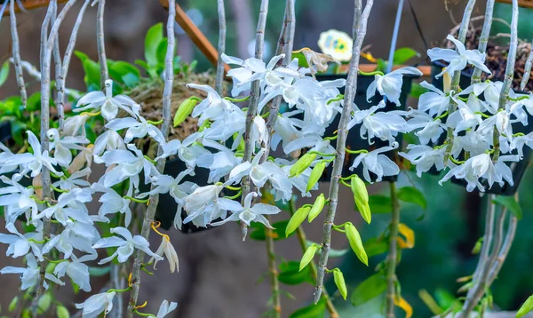 Dendrobium Flowers Bloom Spring Lunar New Year 2022 Adorn Beauty — Stock Photo, Image