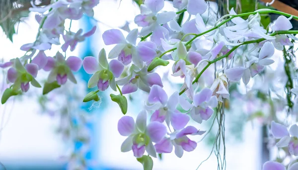 Flores Dendrobium Florescem Primavera Ano Novo Lunar 2022 Adornam Beleza — Fotografia de Stock