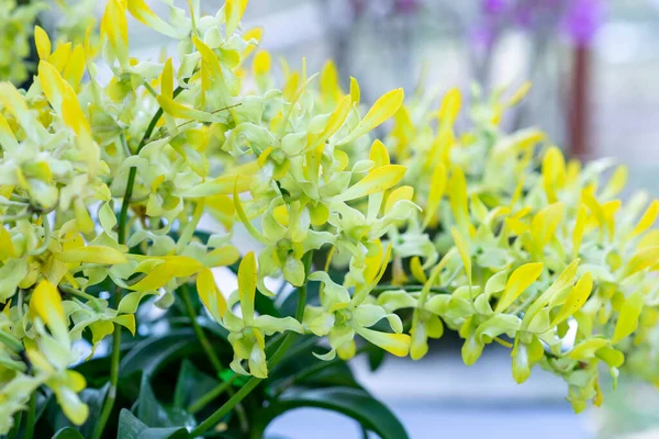Dendrobium Květiny Kvést Jaře Lunární Nový Rok 2022 Zdobí Krásu — Stock fotografie