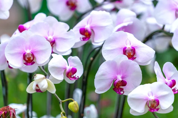 Les Fleurs Orchidées Phalaenopsis Fleurissent Printemps Nouvel Lunaire 2022 Ornent — Photo