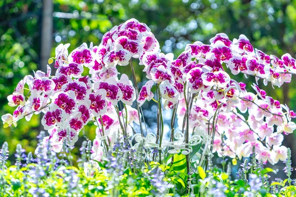 팔라에 난초꽃은 2022 음력으로 피어나며 정원에 장식되어 난초인 자연의 아름다움을 — 스톡 사진