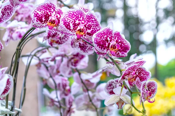 팔라에 난초꽃은 2022 음력으로 피어나며 정원에 장식되어 난초인 자연의 아름다움을 — 스톡 사진