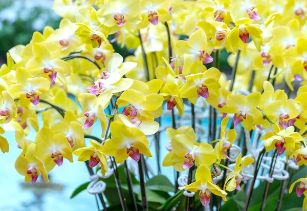 在2022年春季的农历新年 兰花盛开 象征着大自然的美丽 这是一种稀有的野生兰花 装饰在热带花园中 — 图库照片