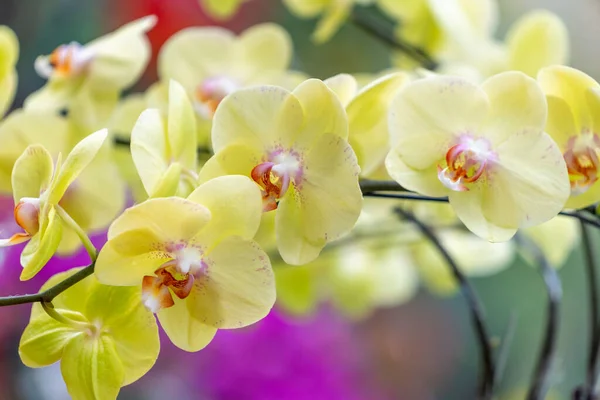 Flores Orquídeas Phalaenopsis Florescem Primavera Ano Novo Lunar 2022 Adornam — Fotografia de Stock