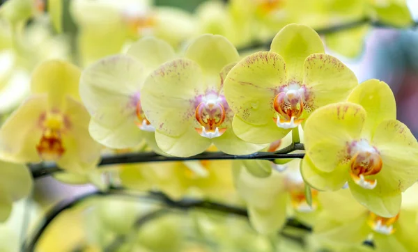 Phalaenopsis Flores Orquídeas Florecen Primavera Año Nuevo Lunar 2022 Adornan —  Fotos de Stock