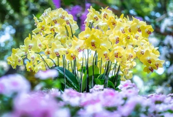 Phalaenopsis Orchideák Virágok Virágoznak Tavasszal Hold Újév 2022 Díszítik Természet — Stock Fotó