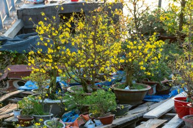 Kayısı çiçekleri ay sonunda yol boyunca satılır. Vietnam 'ın her yerindeki yoğun bahar havasını süslerler.