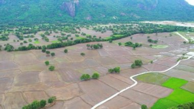 Yaz öğleden sonra pirinç hasadından sonra Ta Pa tarlası. Burası An Giang, Vietnam 'daki en büyük tahıl ambarı.