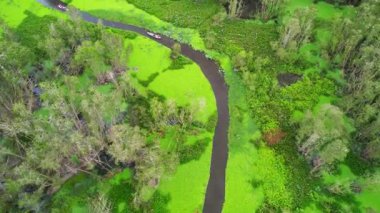 Melaleuca ormanı güneşli bir sabah, hava manzaralı. Mangrovların zengin bitki örtüsü oluşturmak için beo ile kaplı kanal boyunca uzanan Melaleuca ağaçları aşağıda kayıkla turistleri cezbediyor..