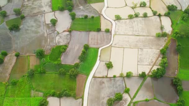 田パフィールドの朝の米の収穫後に美しいです この場所は ベトナムのアン ジャンで最大の穀倉地帯です — ストック動画