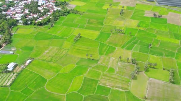 Pirinç Tarlaları Sabahları Güzeldir Vietnam Sınırındaki Güzel Barışçıl Tırtırak Ağaçlarıyla — Stok video