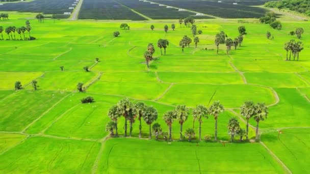 Rice Fields Beautiful Morning Interspersed Beautiful Peaceful Jaggery Trees Border — Stock Video