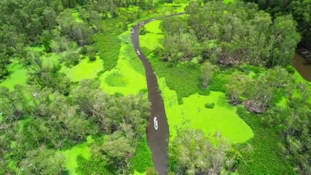 Floresta Melaleuca Manhã Ensolarada Vista Aérea Melaleuca Árvores Longo Canal — Vídeo de Stock