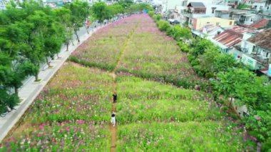 Cleome spinosa çiçek tarlası Da Lat, Vietnam 'daki yerleşim bölgesinde parlak bir şekilde çiçek açar. Çiçekler romantik tabloyu süslüyor, çevre daha taze.