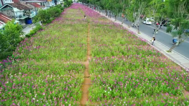 Campo Flores Cleome Spinosa Florece Brillantemente Zona Residencial Lat Vietnam — Vídeos de Stock