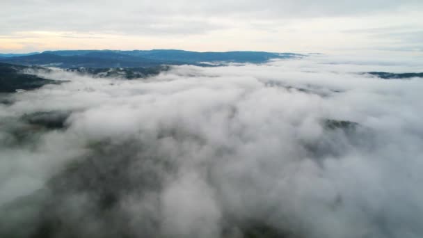 Морской Туман Горе Волны Облаков Фоне Вершин Покрыты Сосновым Лесом — стоковое видео