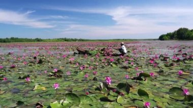 Tay Ninh, Vietnam - December 8th, 2021: A farmer is harvesting water lily in a flooded field on a winter morning, this is his daily livelihood to support his family in Tay Ninh, Vietnam