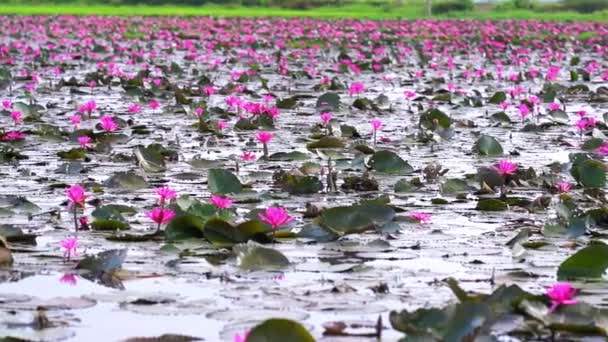 Water Lily Blooming Season Beautiful Purple Flowers Flowers Grow Naturally — Stockvideo
