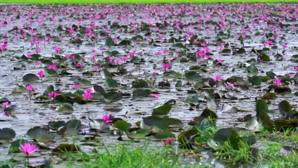 Water Lily Blooming Season Beautiful Purple Flowers Flowers Grow Naturally — Stok video