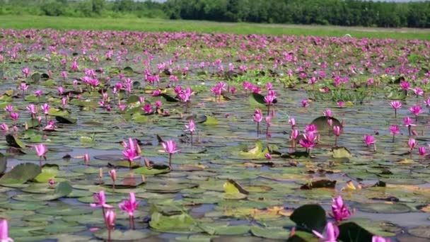 Water Lily Blooming Season Beautiful Purple Flowers Flowers Grow Naturally — Vídeos de Stock