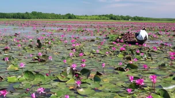Tay Ninh Vietnam December 8Th 2021 Farmer Harvesting Water Lily — ストック動画