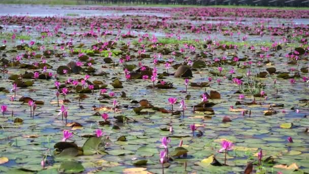Water Lily Blooming Season Beautiful Purple Flowers Flowers Grow Naturally — стоковое видео
