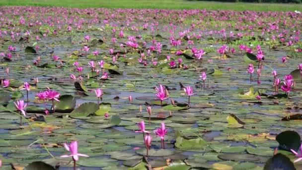 紫色の花が美しい睡蓮の開花期 花は洪水の水が高いときに自然に成長し シンプルさを表します — ストック動画