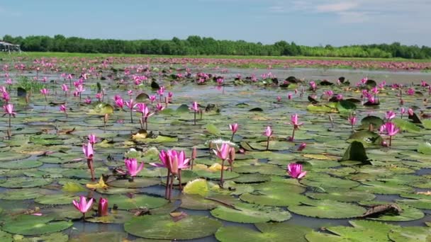 Water Lily Blooming Season Beautiful Purple Flowers Flowers Grow Naturally — Stock Video