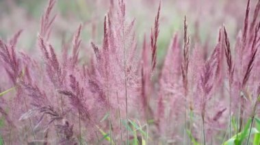 Güzel mor Pennisetum setaceum otlağı öğleden sonra güneş ışığı doğanın bulanık arka planıyla parlıyor.