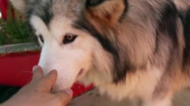 Alaska Malamute evcil hayvan köpek portresi. Onlar çok dost canlısı ve çok iyiler. Çocuklara yakın olmak için evcil hayvan olarak evinizi seçmeliler.