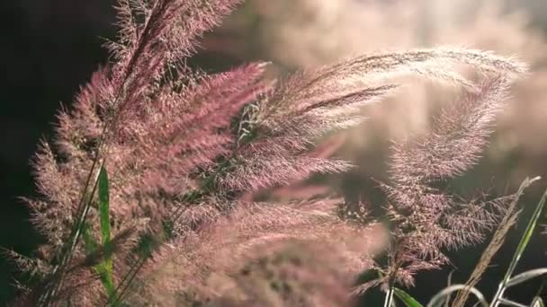 Gyönyörű Lila Pennisetum Setaceum Fűmező Délután Napfény Csillogó Természet Elmosódott — Stock videók