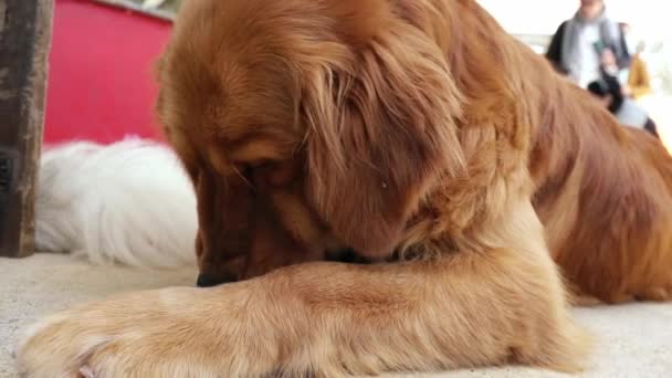 Golden Retriever Bernard Dog Portrait Domesticated Pet Very Loyal Intelligent — Vídeos de Stock