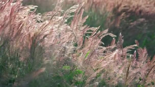 Prachtige Paarse Pennisetum Setaceum Grasveld Middag Zonlicht Glinsterend Van Natuur — Stockvideo