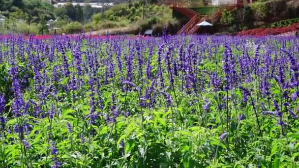 Jardín Flores Con Muchas Flores Lavanda Púrpura Salvia Escarlata Crisantemo — Vídeo de stock
