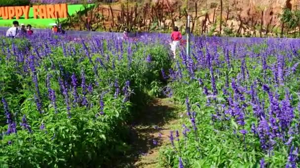 Jardim Flores Com Muitas Flores Lavanda Roxa Sábio Escarlate Crisântemo — Vídeo de Stock
