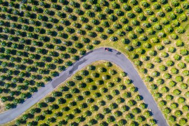 Organik çiftlikteki ejderha meyve bahçesinin havadan görünüşü. Ejderha meyvesi Bu, Phan Thiet, Vietnam 'da insan sağlığı için yararlı olan birçok mineralli serin bir meyve.